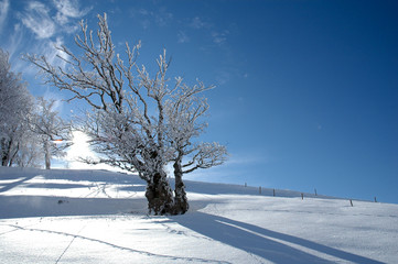 Winterlandschaft 24