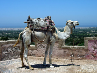dromadaire