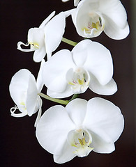 blume