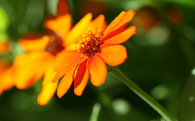 Orange Flower