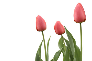 Pink tulips isolated on white background