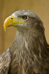 Adler