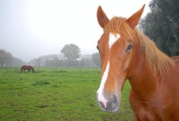 Fototapeta premium Close up of a horse
