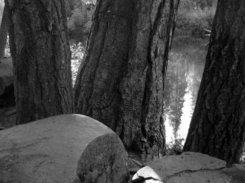 Fototapeta Trees by the Pond