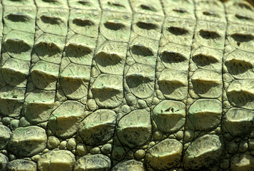 Rücken von einem Krokodil
