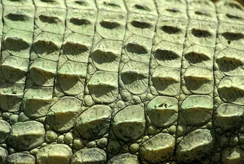 Photo sur Aluminium Crocodile Rücken von einem Krokodil