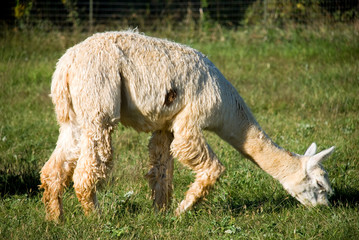 White suri alpaca grazing