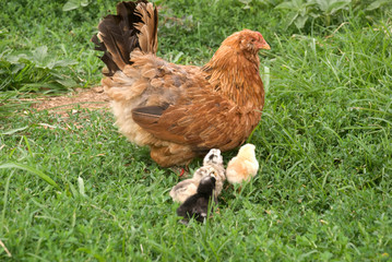 Free Range chicken with chicks
