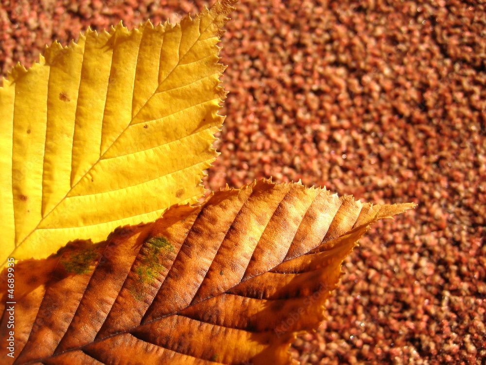 Wall mural fall leaves