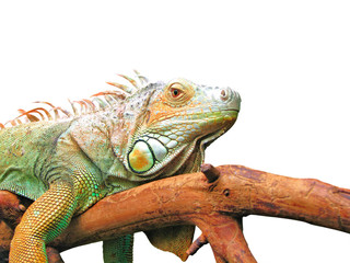 Lazy iguana laying on branch