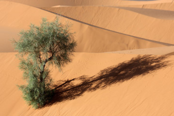 desertique