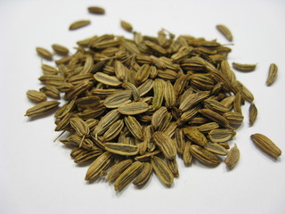 Fenchel © Lena Balk