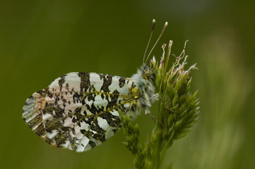 Orange tip butterfly resting