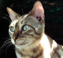 gato