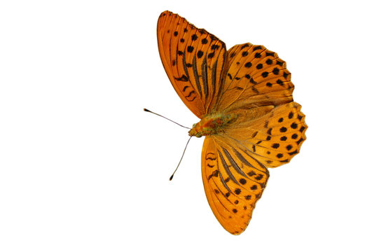 Silver washed Fritilary isolated on white