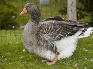 Goose