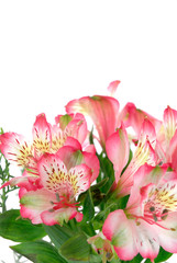 Obraz premium Flower