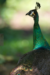 Indian Blue Peacock