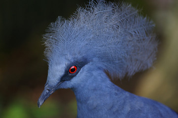 Victoria Crowned Pigeon
