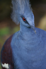 Victoria Crowned Pigeon