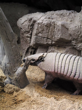 armadillo