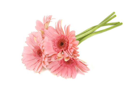 Gerbera Daisies