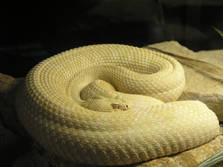 serpiente de cascabel