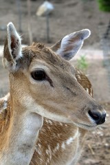 gamo