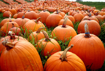 Pumpkins