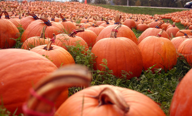 Pumpkins in the Field