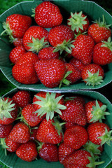 barquette de fraises