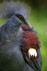 Victoria Crown Pigeon