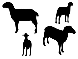 ewe silhouette