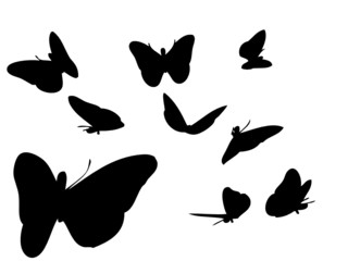 butterfly shapes