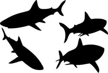 shark  silhouette 