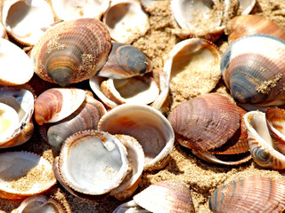 shells