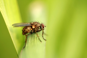Close-up of fly - depth of field