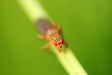 Close-up of fly Dryomyza flaveola - depth of field