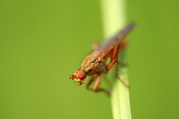 Close-up of fly Dryomyza flaveola - depth of field