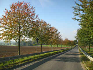 Fototapeta premium herbststraße