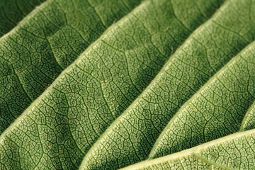 Texture, background of leaf