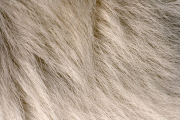 Shiny white fur of dog