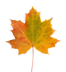 autumn leaf