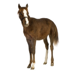 Foal (4 months)