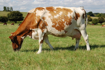 Fototapeta na wymiar Cow grazing