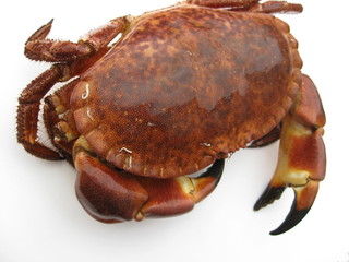 seafood crab
