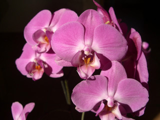 Obraz na płótnie Canvas Orchidee
