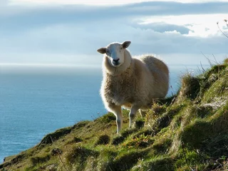 Photo sur Plexiglas Moutons Sheep and Sky