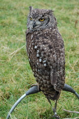 Scops Owl