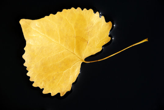 Cottonwood Leaf In Water